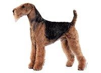 Airdale terrier Stående- 14 cm - 2 stk.