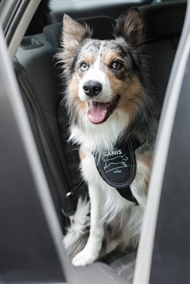 Active Canis Car Safe Harness XS