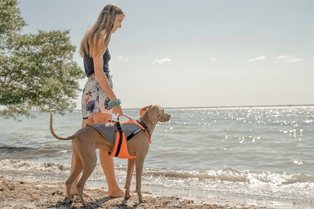 JK9® Multivest 4in1 - genoptræningssele, svømmevest, kølevest og hundejakke. 