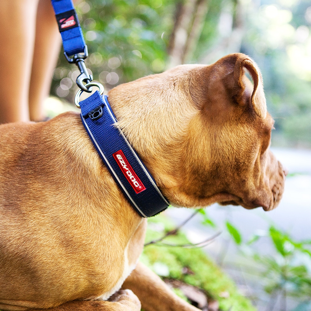 grænseflade Slette tank Hundehalsbånd | Køb halsbånd til store og små hunde