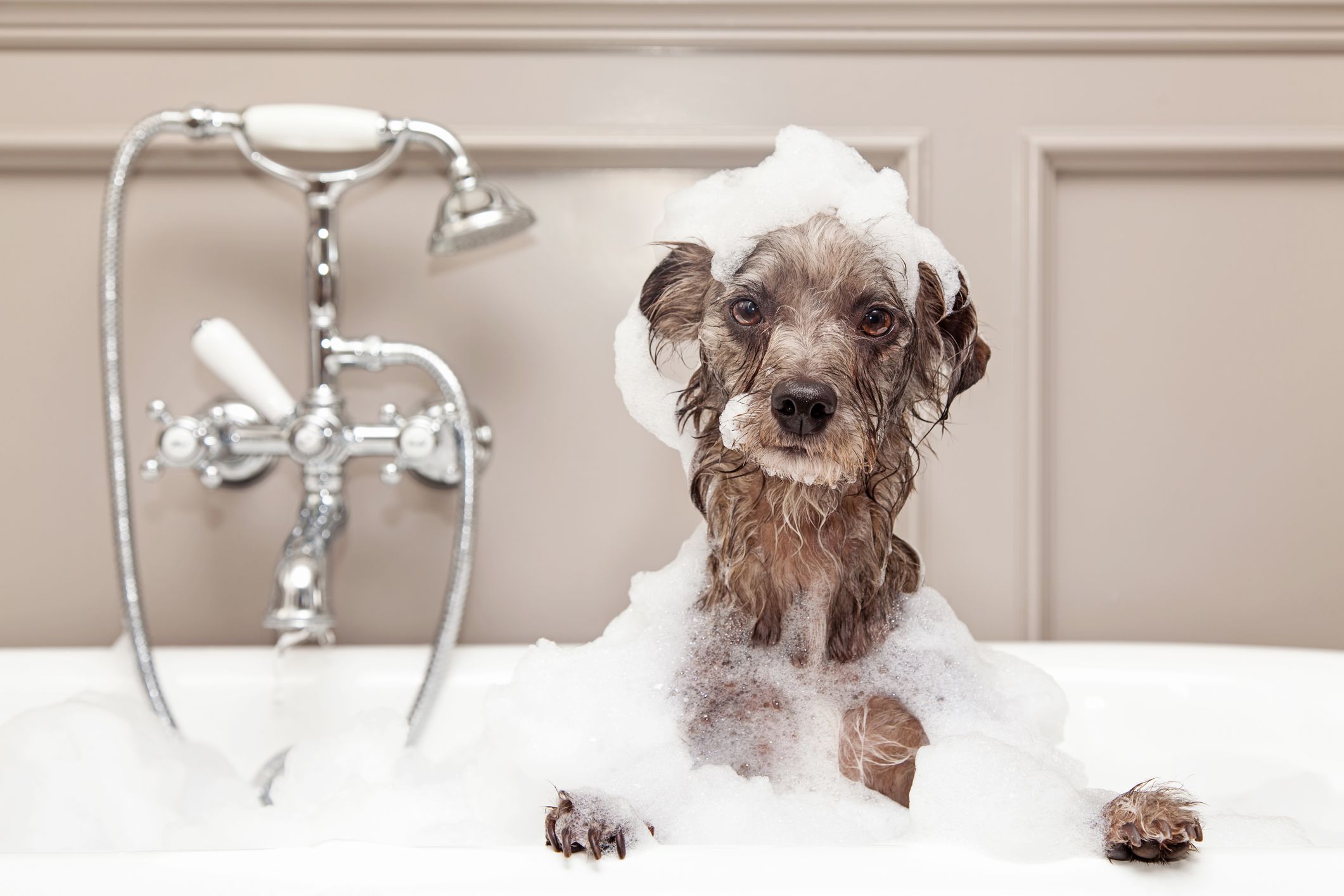 Shampoo & Balsam til hunde 