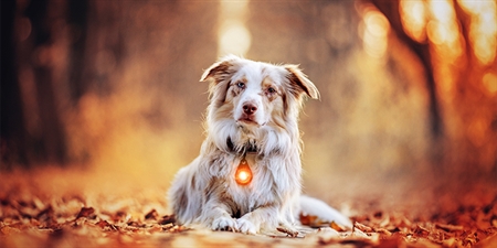 Sikkerhedsudstyr til hunde