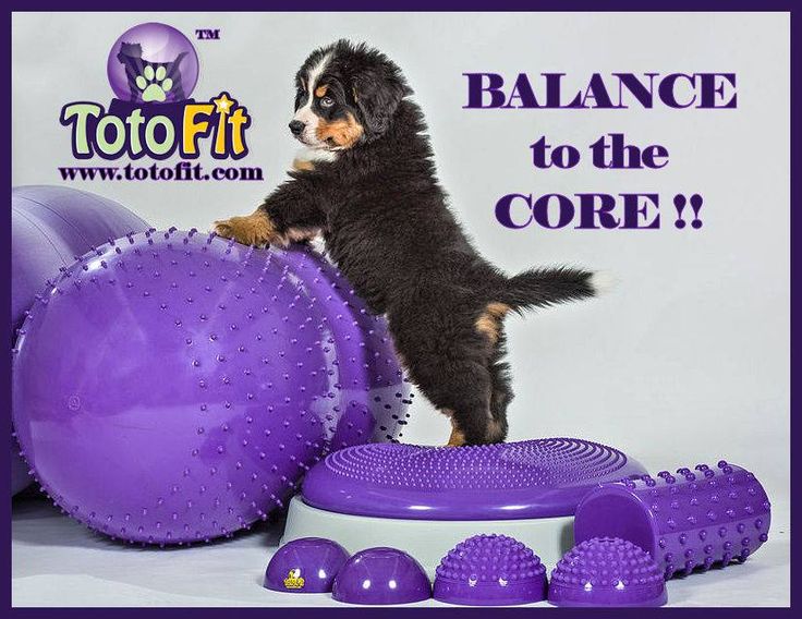 TotoFit Hunde Balance & Coretræning 