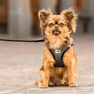 Chihuahua weighs 4 kg / 8,81 lbs, wears a curli Vest Harness Merino Black, size XS