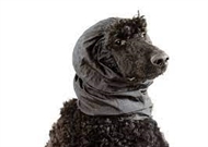 Show Tech Snood Luxe Large Black Ear Covers