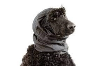 Show Tech Snood Black – Ørebeskytter til Hunde