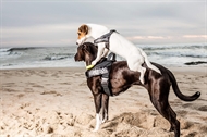 Julius-K9 Color & Gray® IDC Letvægts Hundesele med Hurtigtørrende Webbing - 6 Farver - XS til XXL
