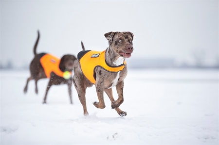 jk9 IDC® neopren hund dækken Orange