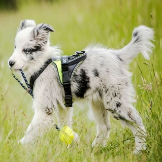 Østrand Hundeartikler alt i pelspleje & udstyr