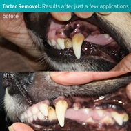 tandsten-fjernelse-lille-hund-før-efter-