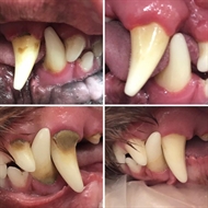 tandsten-fjernelse-lille-hund-før-efter